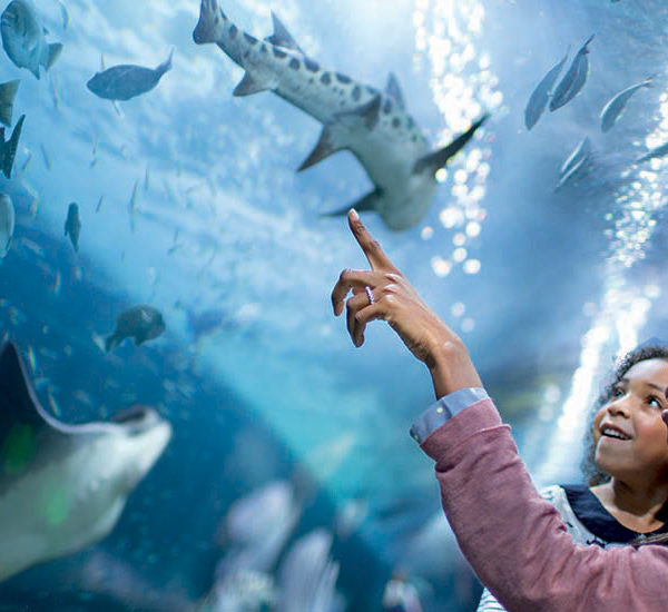 Mom and daughter enjoying underwater tunnel at Aquarium of the Bay looking at sharks and fish
