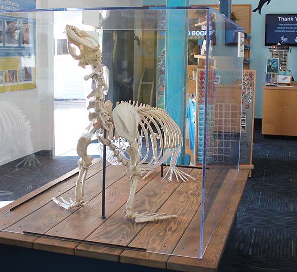 Sea Lion skeleton at Sea Lion Center