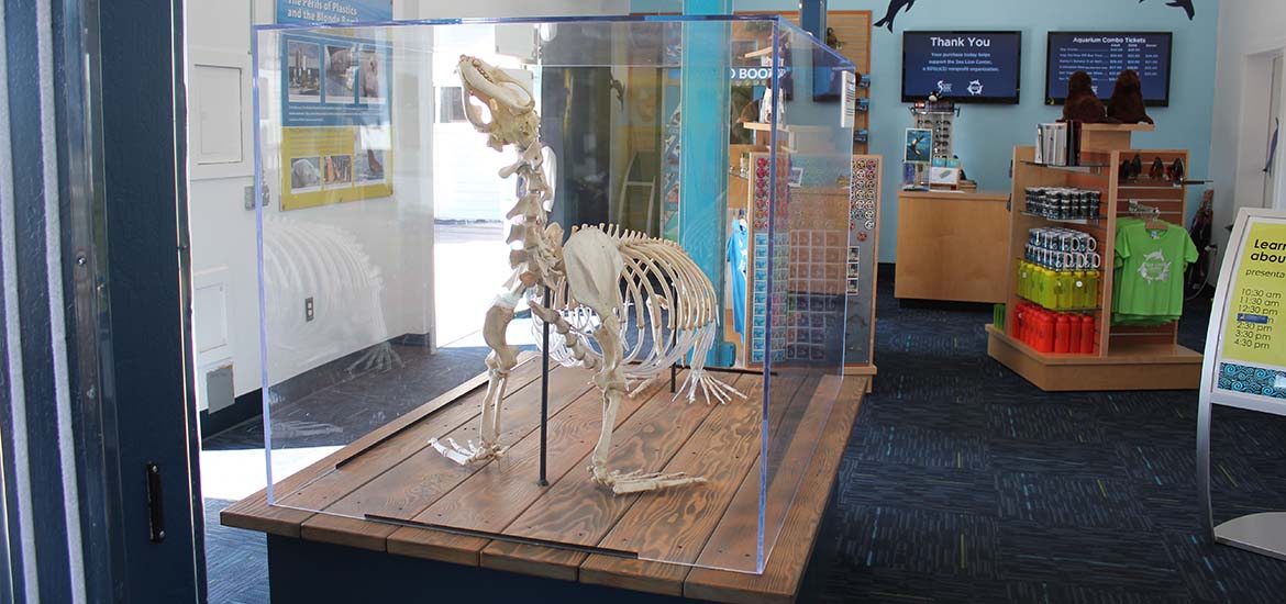 Sea Lion skeleton at Sea Lion Center