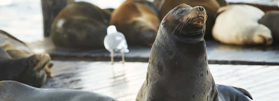 Sea Lions on the dock of San Francisco Bay at PIER 39