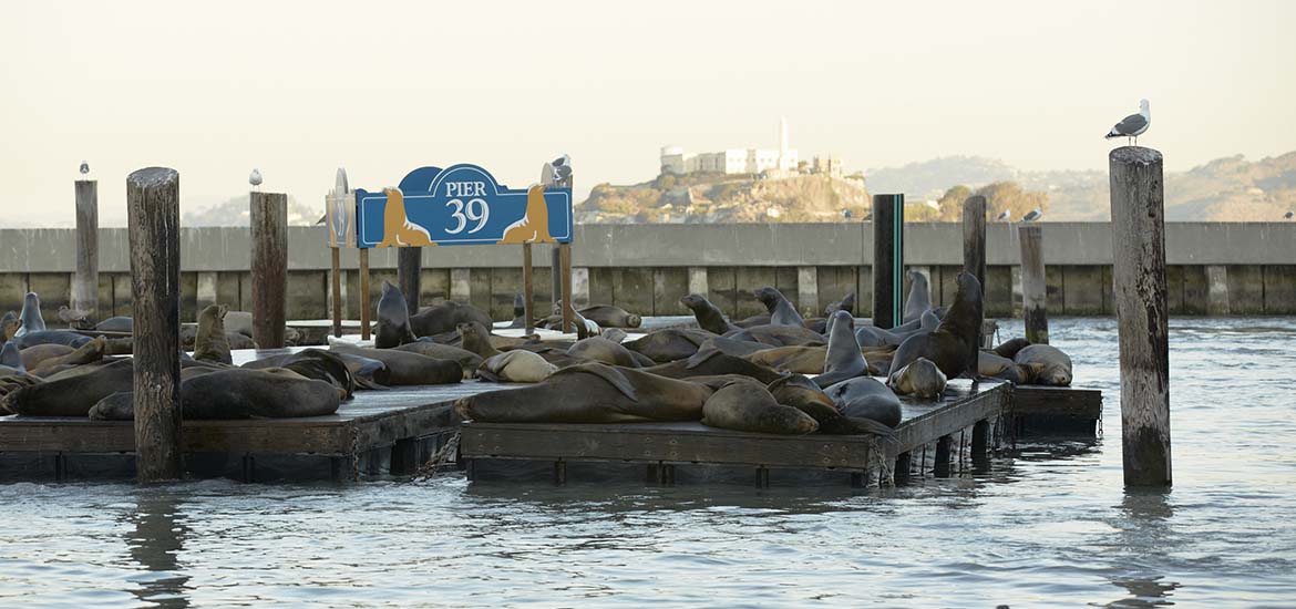 Sea Lions camping out on K-Dock at PIER 39