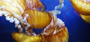 Colorful yellow jellyfish swimming in tanks at Aquarium of the Bay