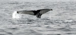 Whale tail sticking out of water in San Francisco Bay