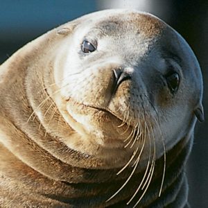 Sea Lion face