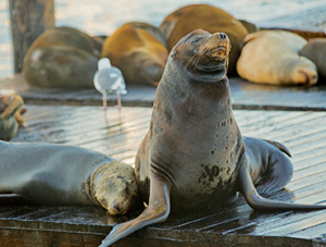 PIER 39 Sea Lions