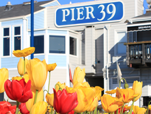 Tulips at PIER 39