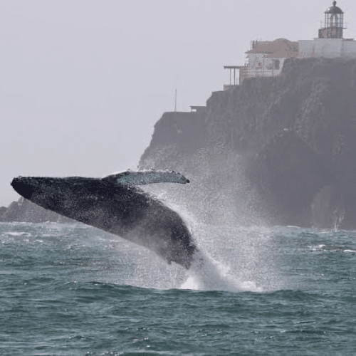 San Francisco Whale Tours