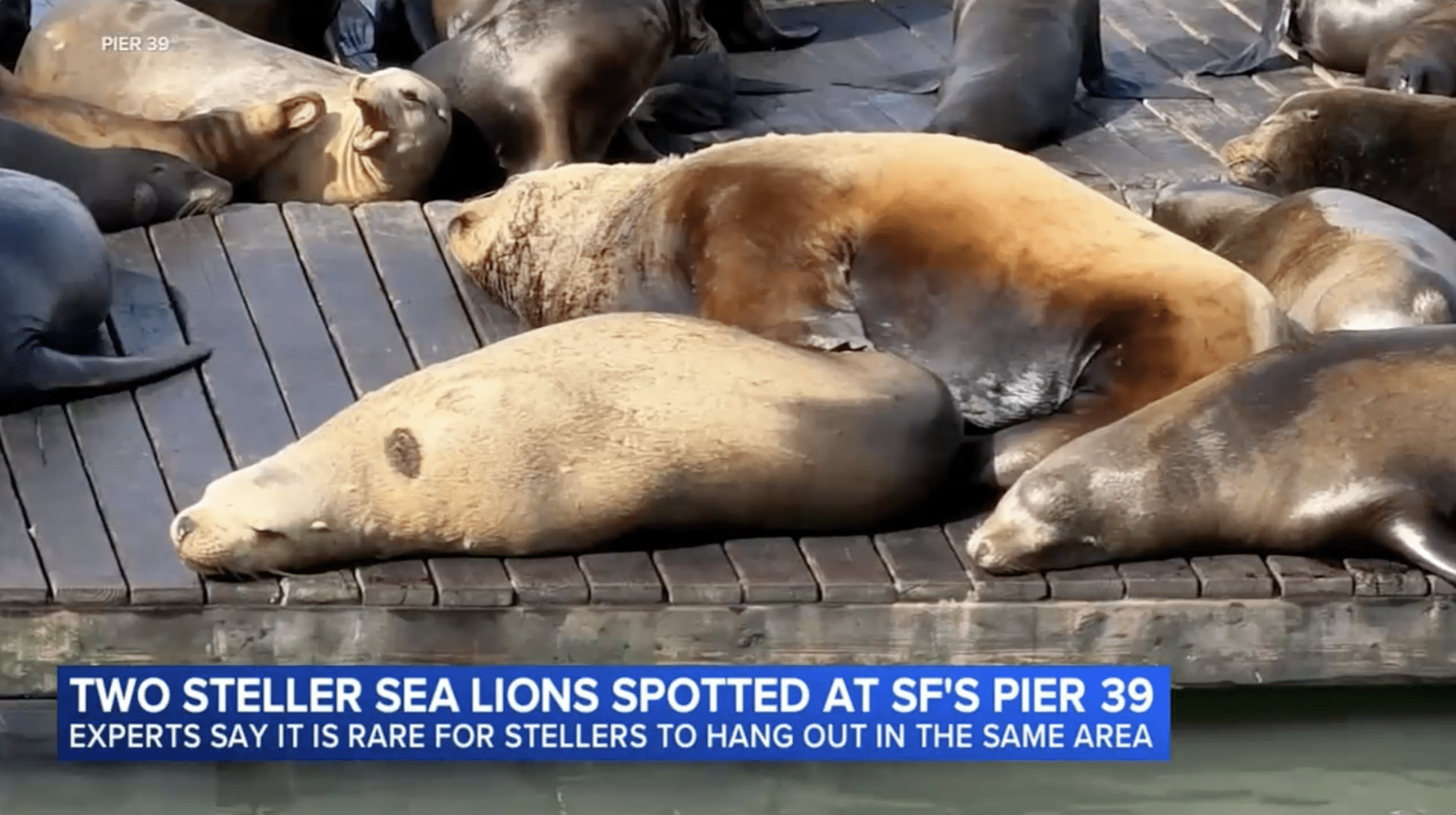 ABC7 News - 11 O'Clock News