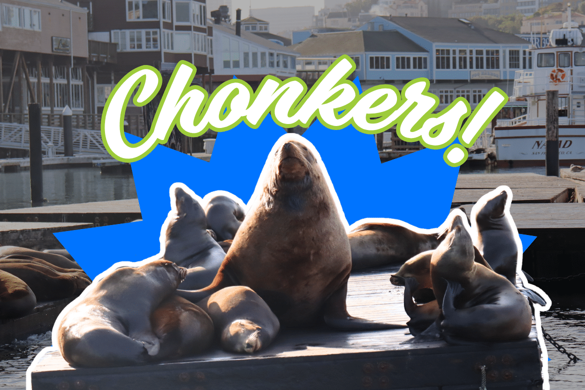 Meet Our Viral Sea-lebrity